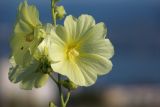 Alcea rugosa