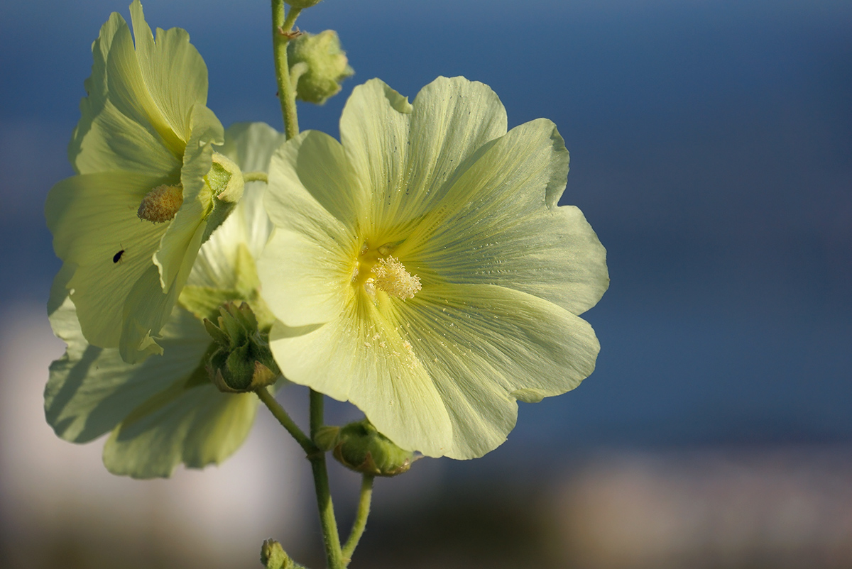 Изображение особи Alcea rugosa.