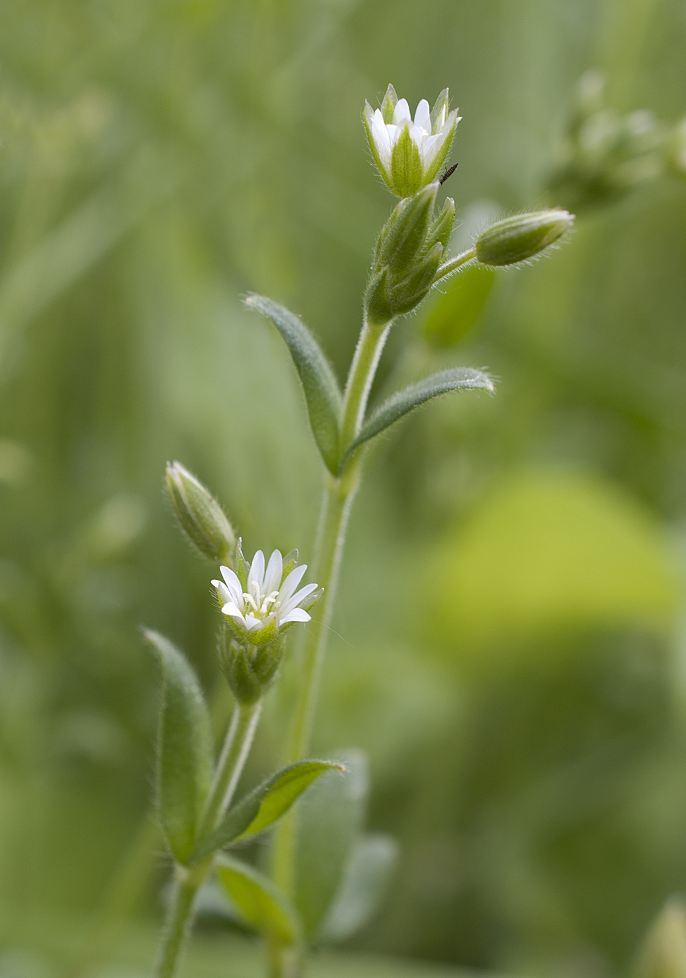 Изображение особи Cerastium holosteoides.