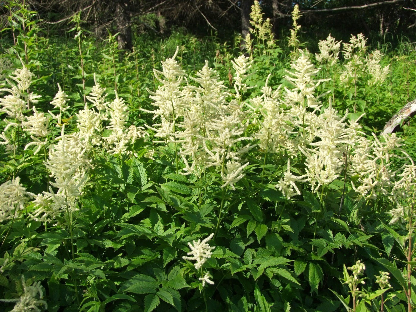 Изображение особи Aruncus dioicus.