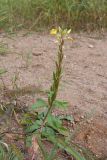 Oenothera rubricaulis. Цветущее и плодоносящее растение. Ленинградская обл., Ломоносовский р-н, форт \"Красная Горка\", пустырь с песчаной почвой на месте разрушенных укреплений. 25.09.2016.