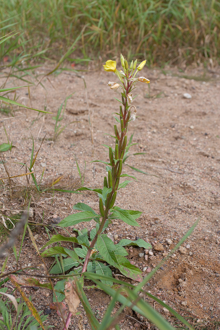 Image of Oenothera rubricaulis specimen.