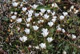genus Minuartia