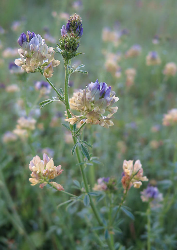 Изображение особи Medicago &times; varia.