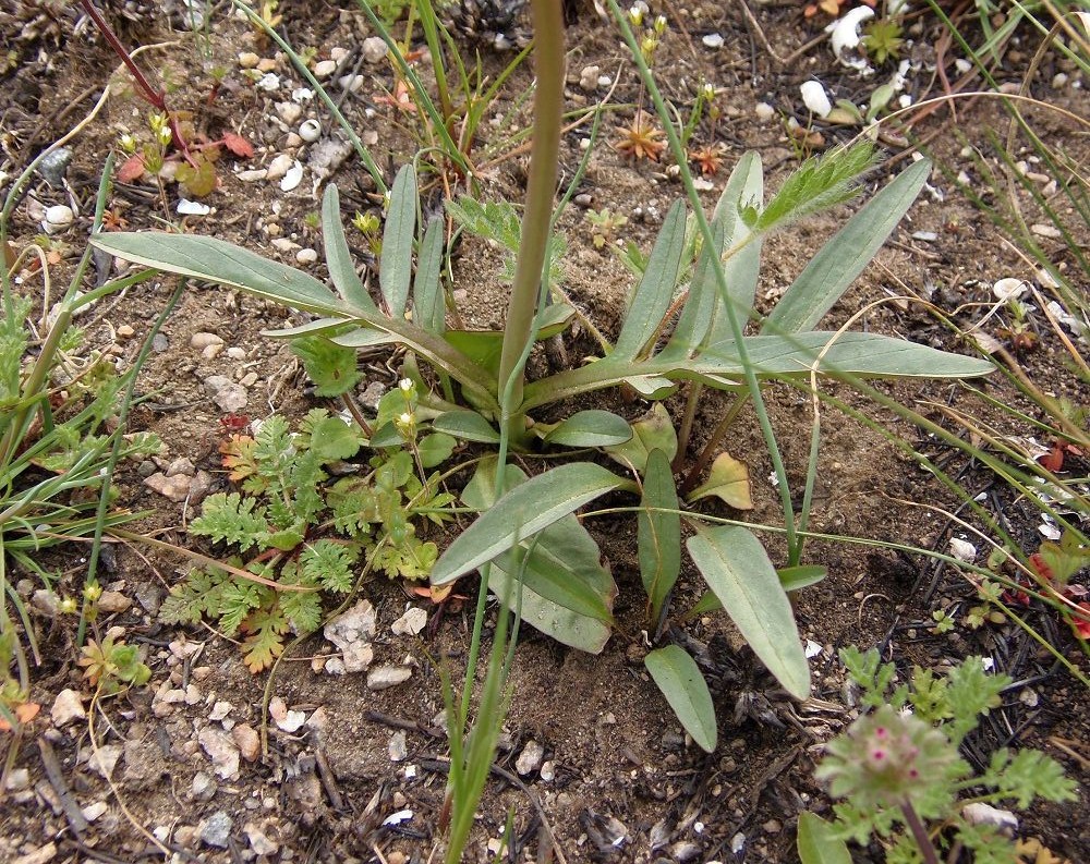 Изображение особи Valeriana tuberosa.
