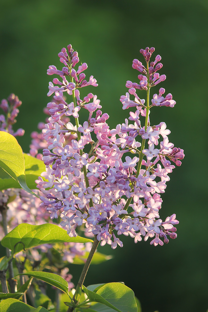 Image of Syringa vulgaris specimen.