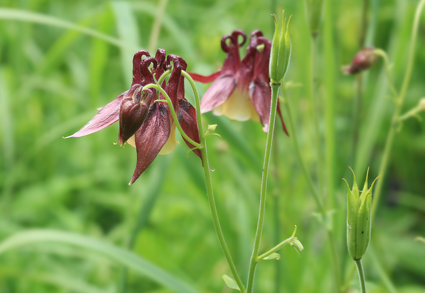 Изображение особи Aquilegia oxysepala.