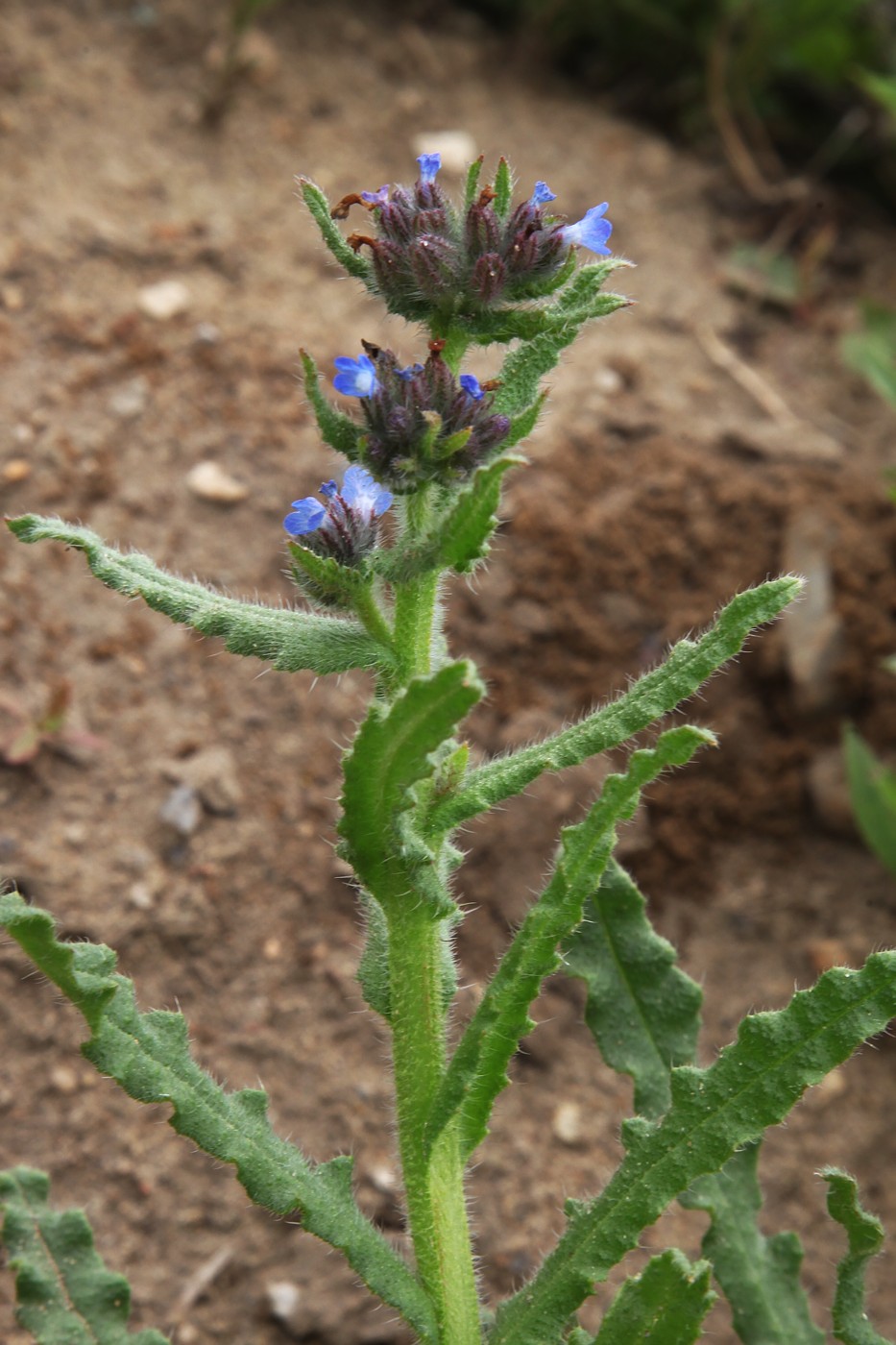 Изображение особи Lycopsis arvensis.