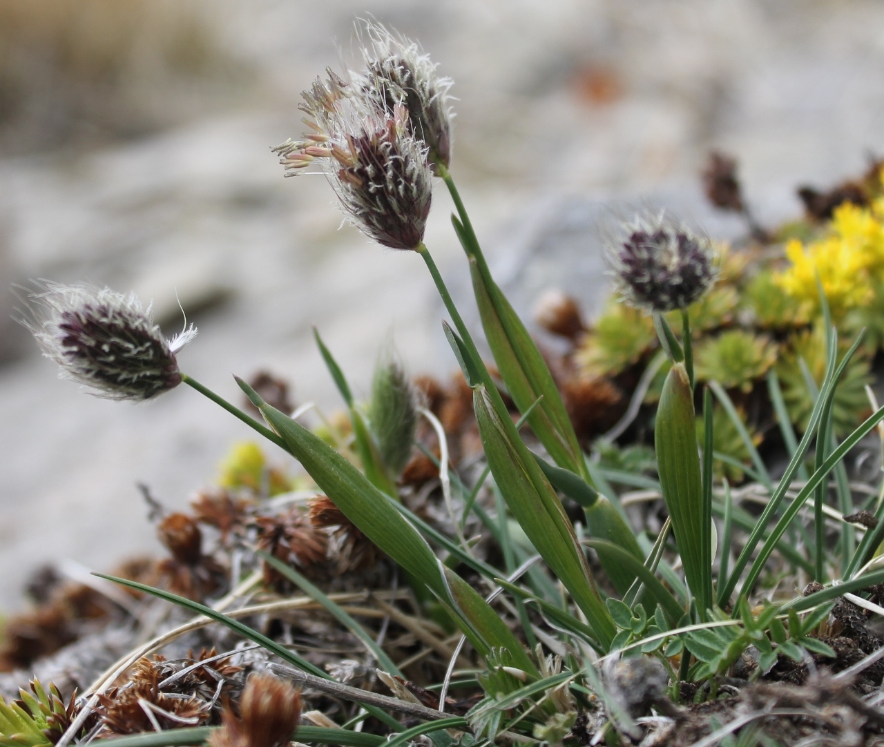 Изображение особи Alopecurus dasyanthus.