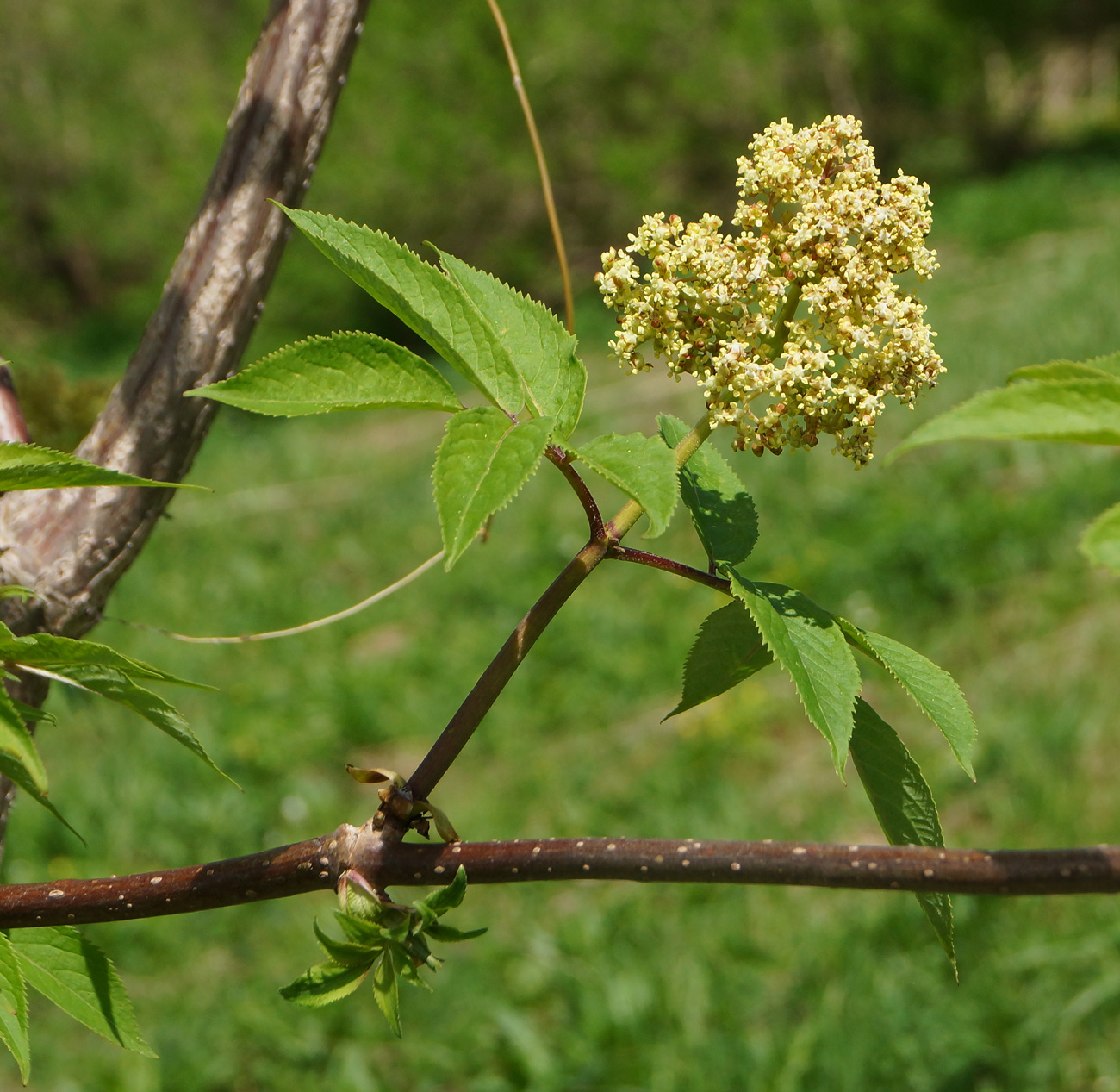 Image of Sambucus sibirica specimen.