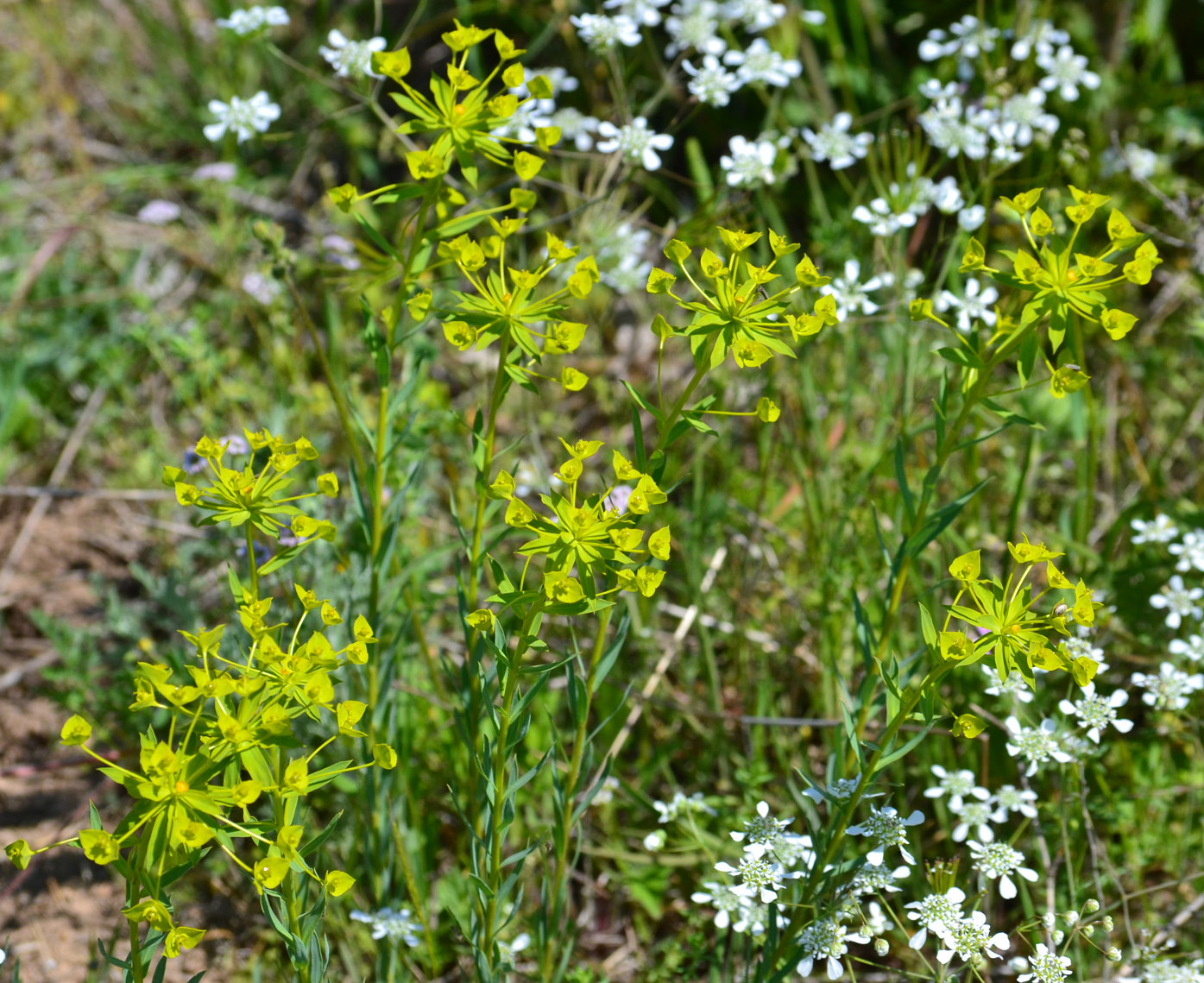 Image of Euphorbia seguieriana specimen.