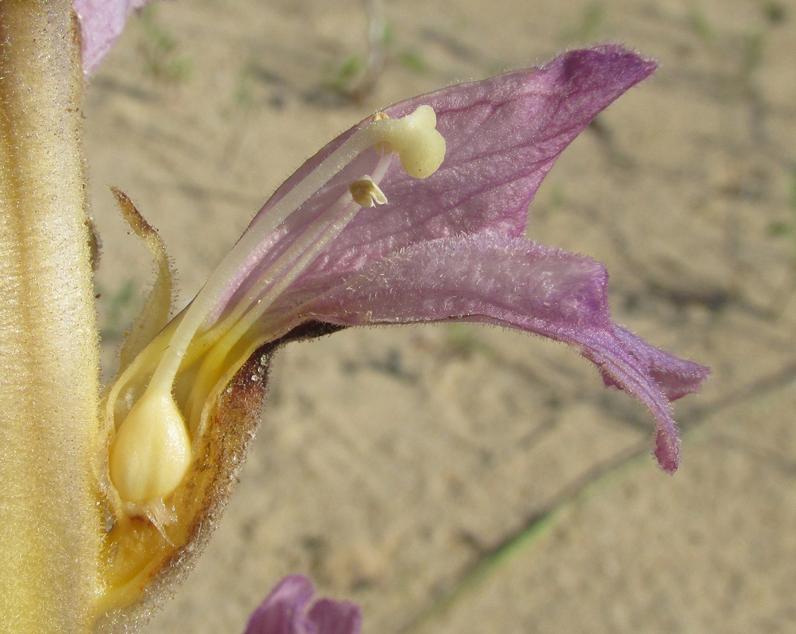 Image of Phelipanche arenaria specimen.