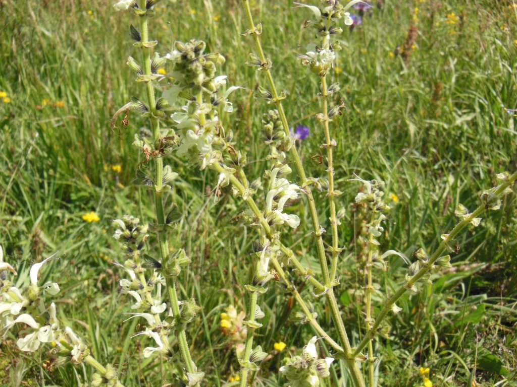 Image of Salvia verbascifolia specimen.