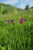 Gladiolus imbricatus