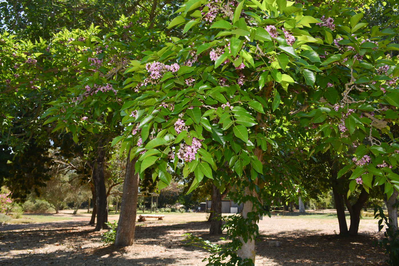 Изображение особи Pongamia pinnata.