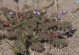 Erodium hoefftianum. Цветущее и плодоносящее растение. Узбекистан, Наманганская обл., Чустский р-н, окр. кишлака Сувбузган, глинисто-каменистый адыр. 02.06.2017.