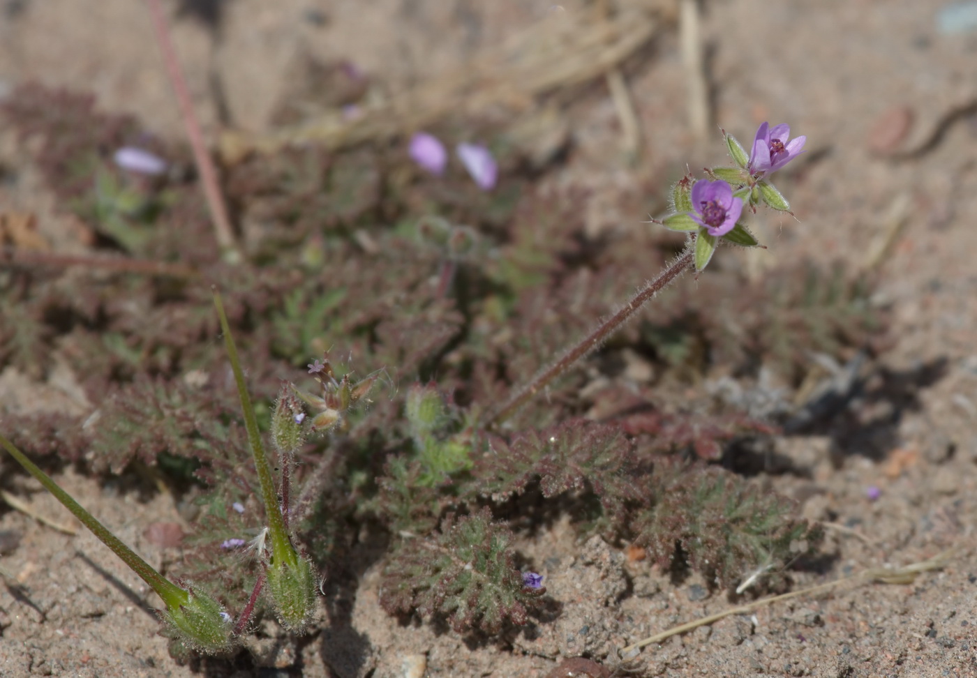 Image of Erodium hoefftianum specimen.