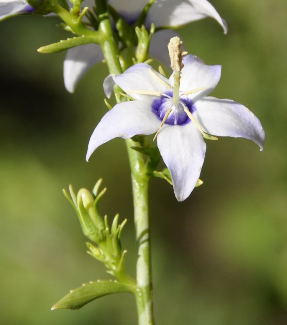 Image of Campanula versicolor specimen.