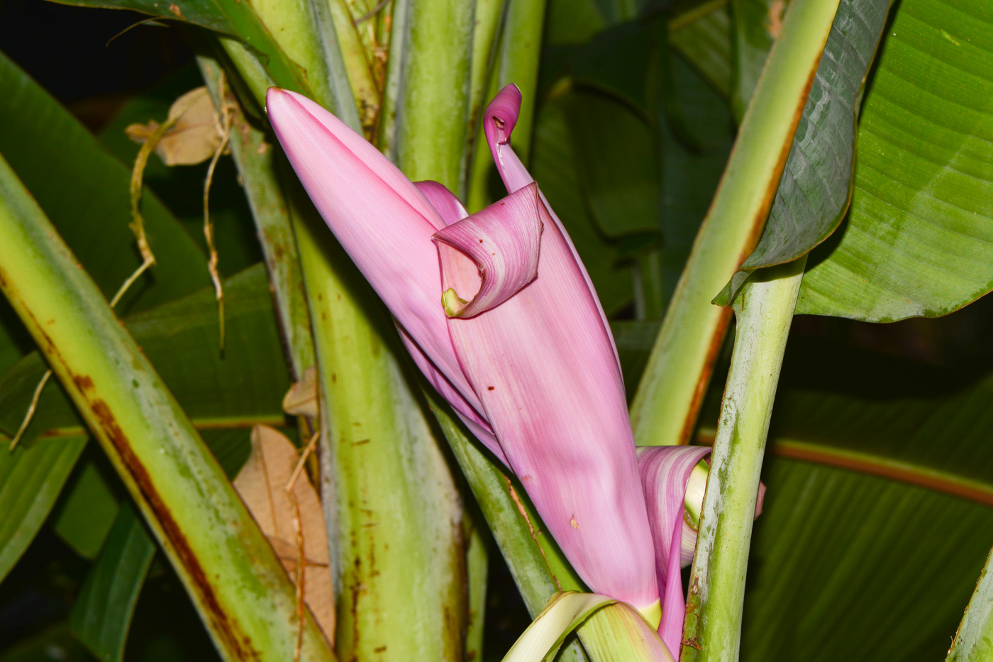 Image of genus Musa specimen.