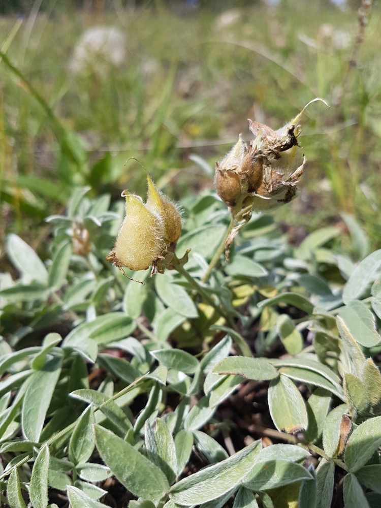 Image of Oxytropis nitens specimen.