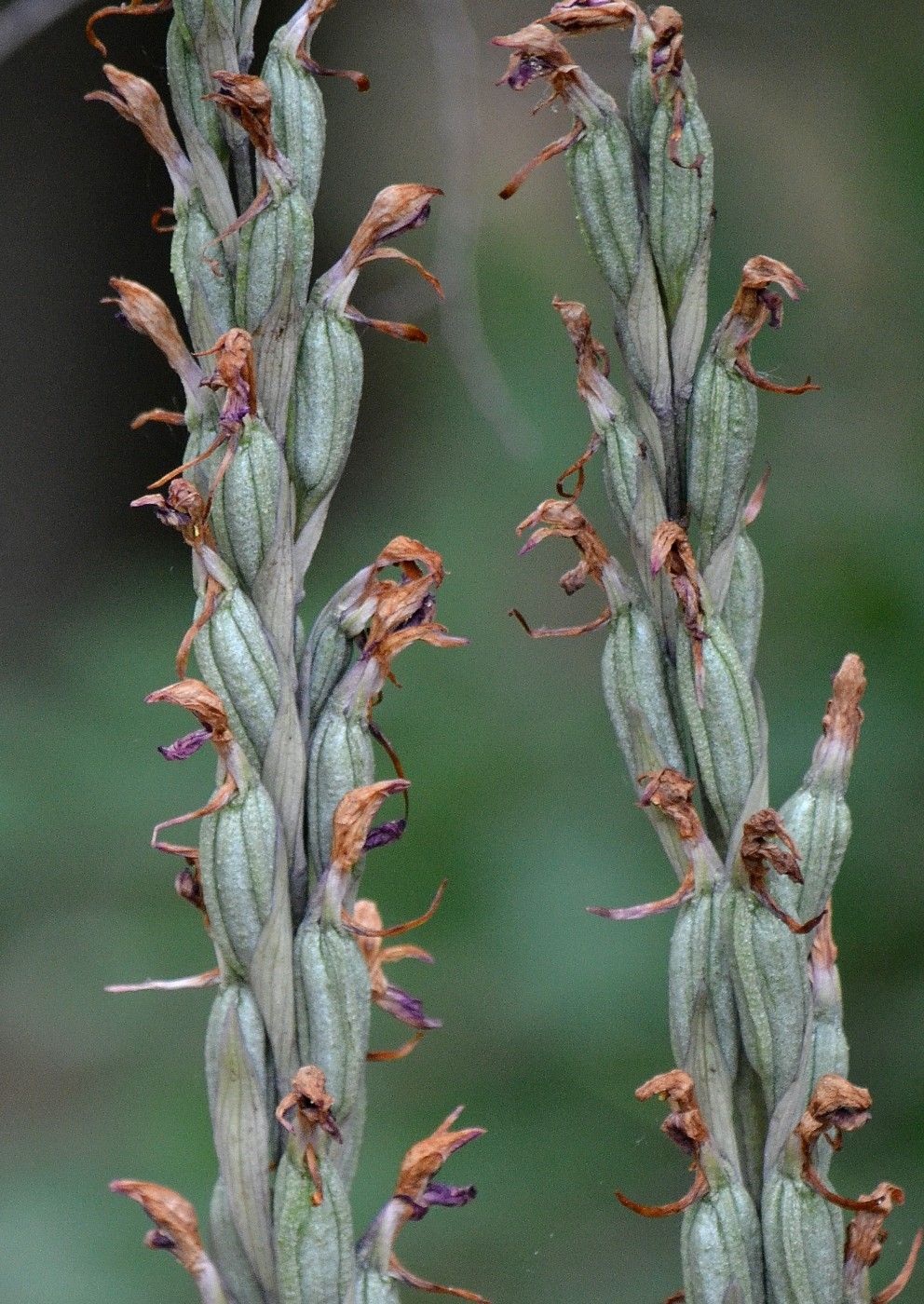 Image of Limodorum abortivum specimen.