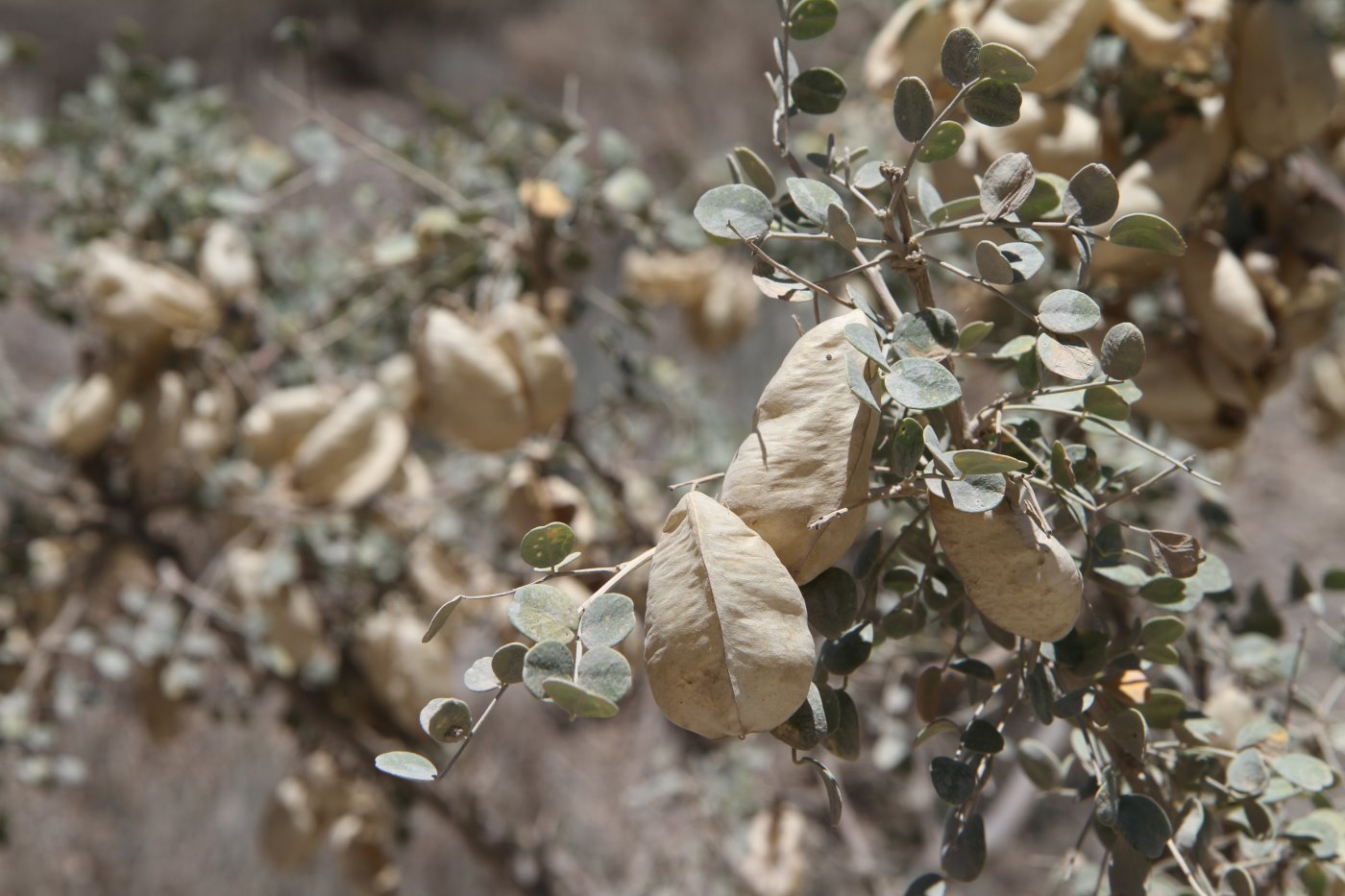 Image of Colutea paulsenii specimen.