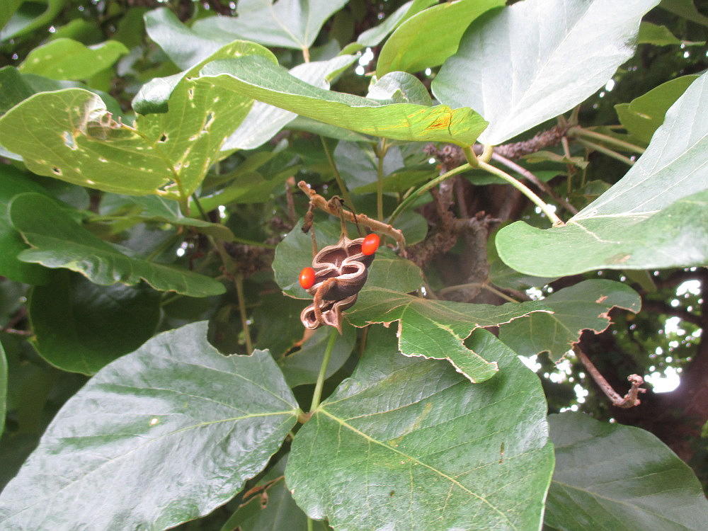 Image of Erythrina abyssinica specimen.