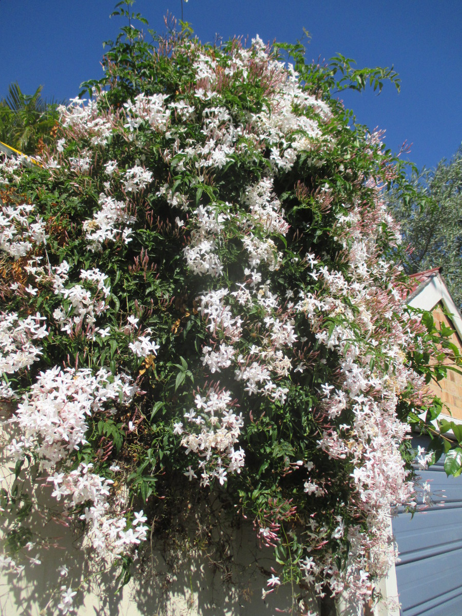 Image of Jasminum polyanthum specimen.