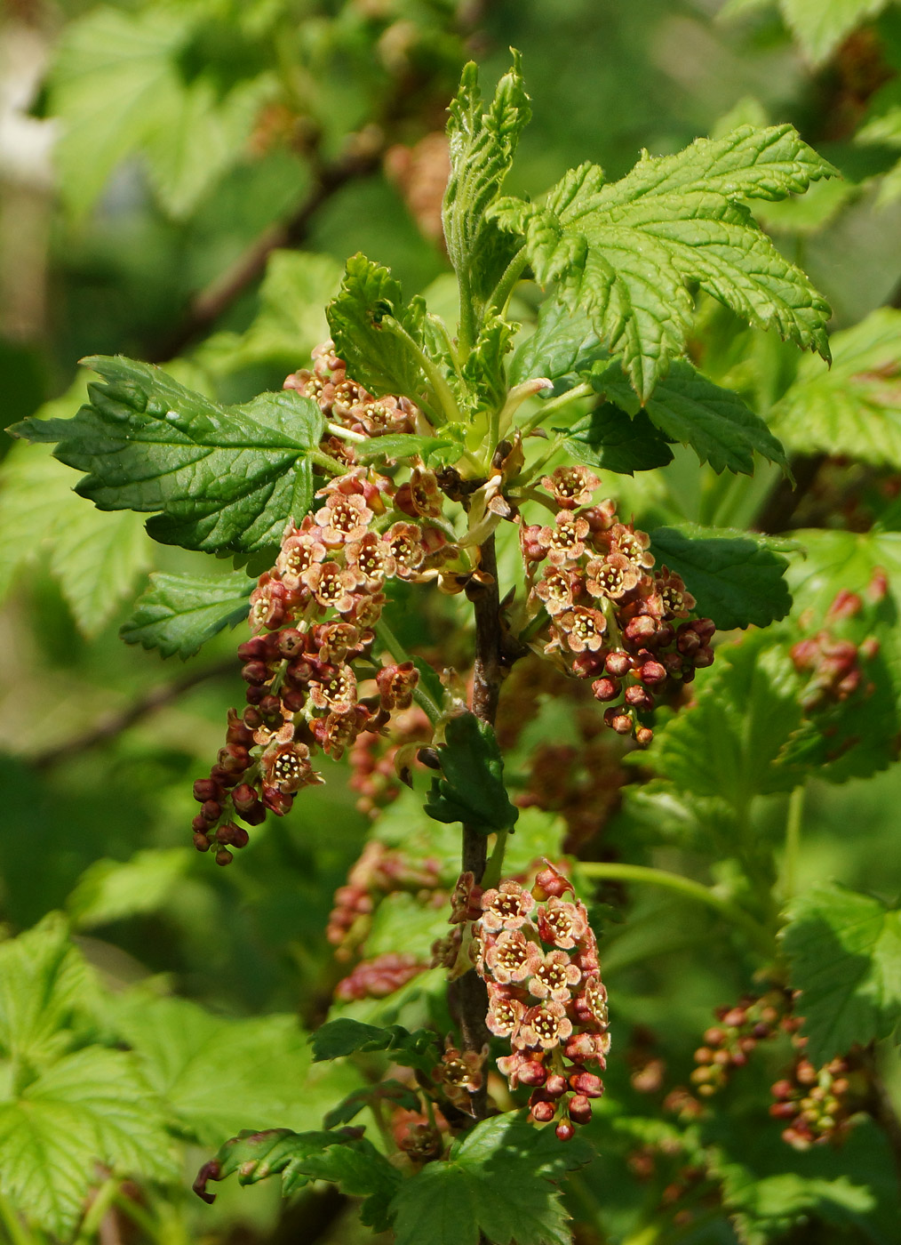 Изображение особи Ribes atropurpureum.