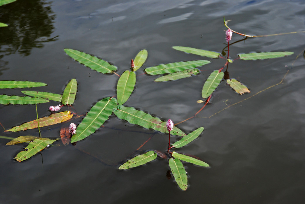 Image of Persicaria amphibia specimen.