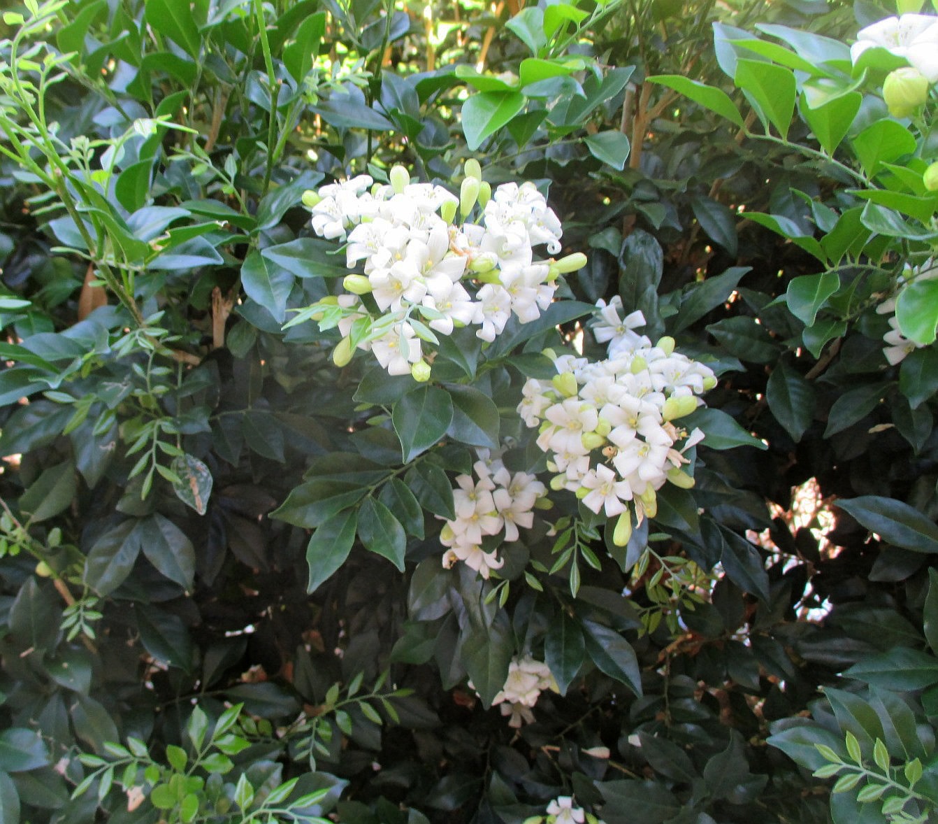 Image of Murraya paniculata specimen.