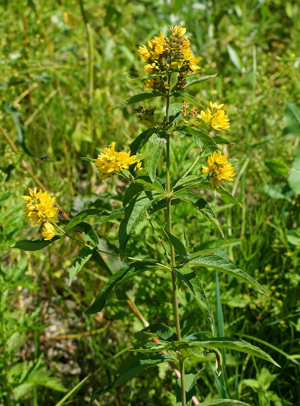 Изображение особи Lysimachia vulgaris.