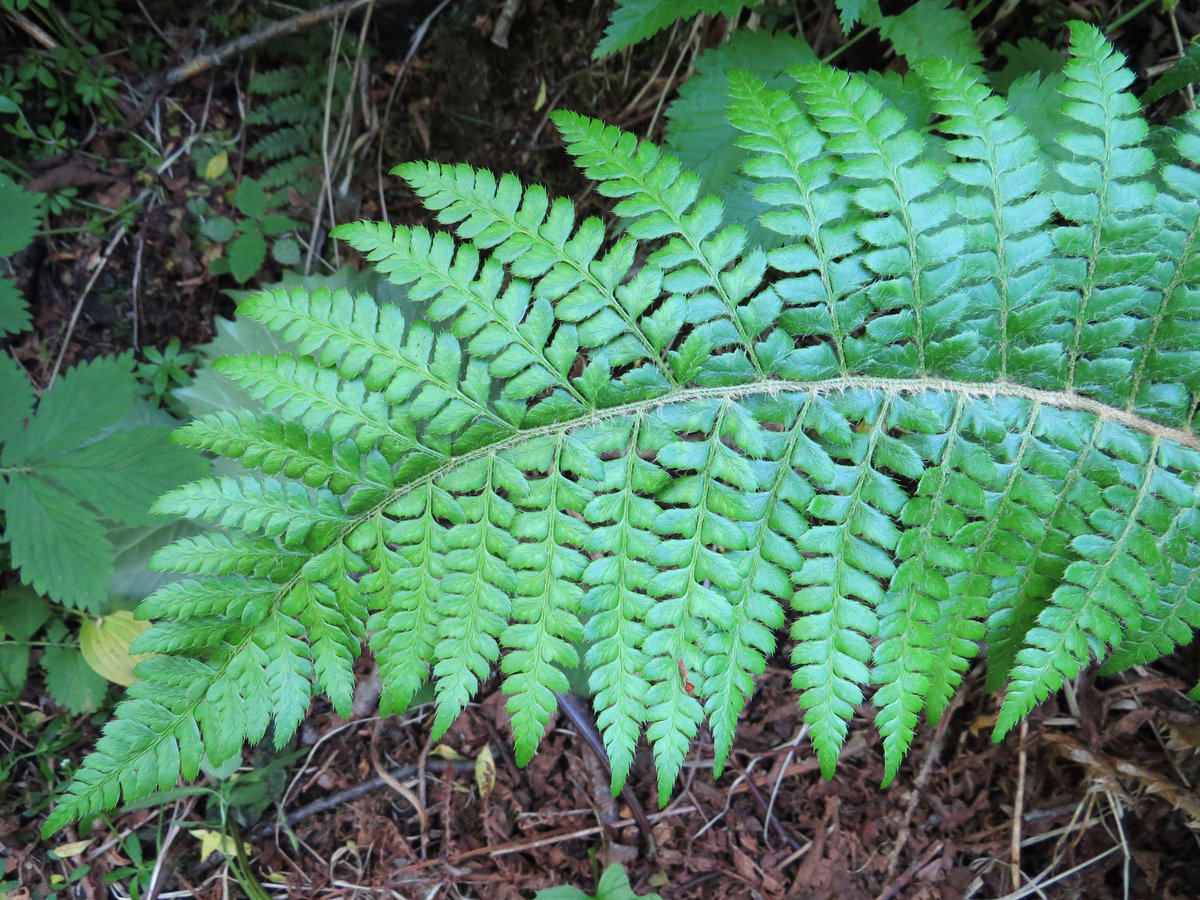 Изображение особи Polystichum braunii.