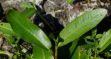 Persicaria amphibia