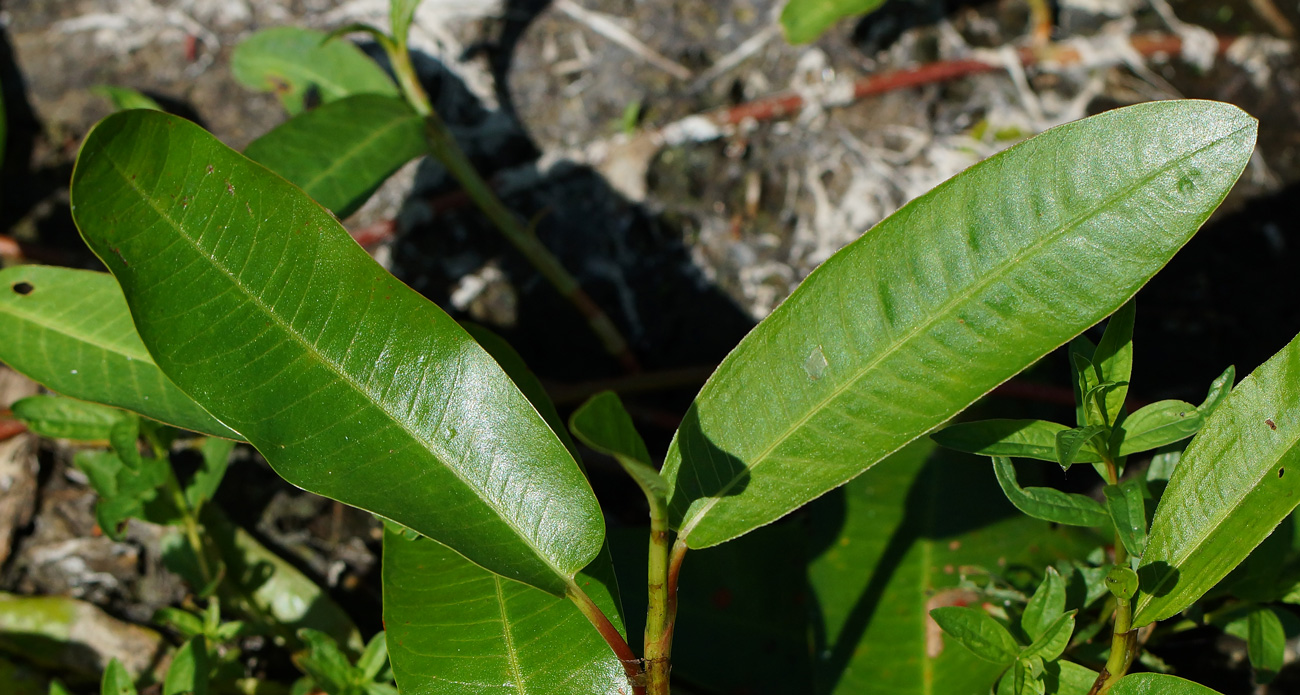 Image of Persicaria amphibia specimen.