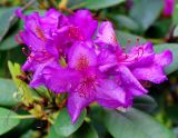 genus Rhododendron