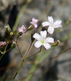 Gypsophila patrinii