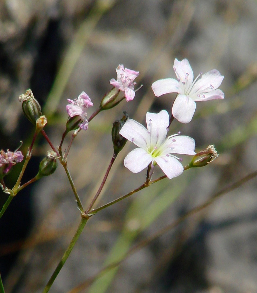 Изображение особи Gypsophila patrinii.