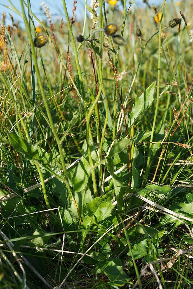 Изображение особи род Hieracium.