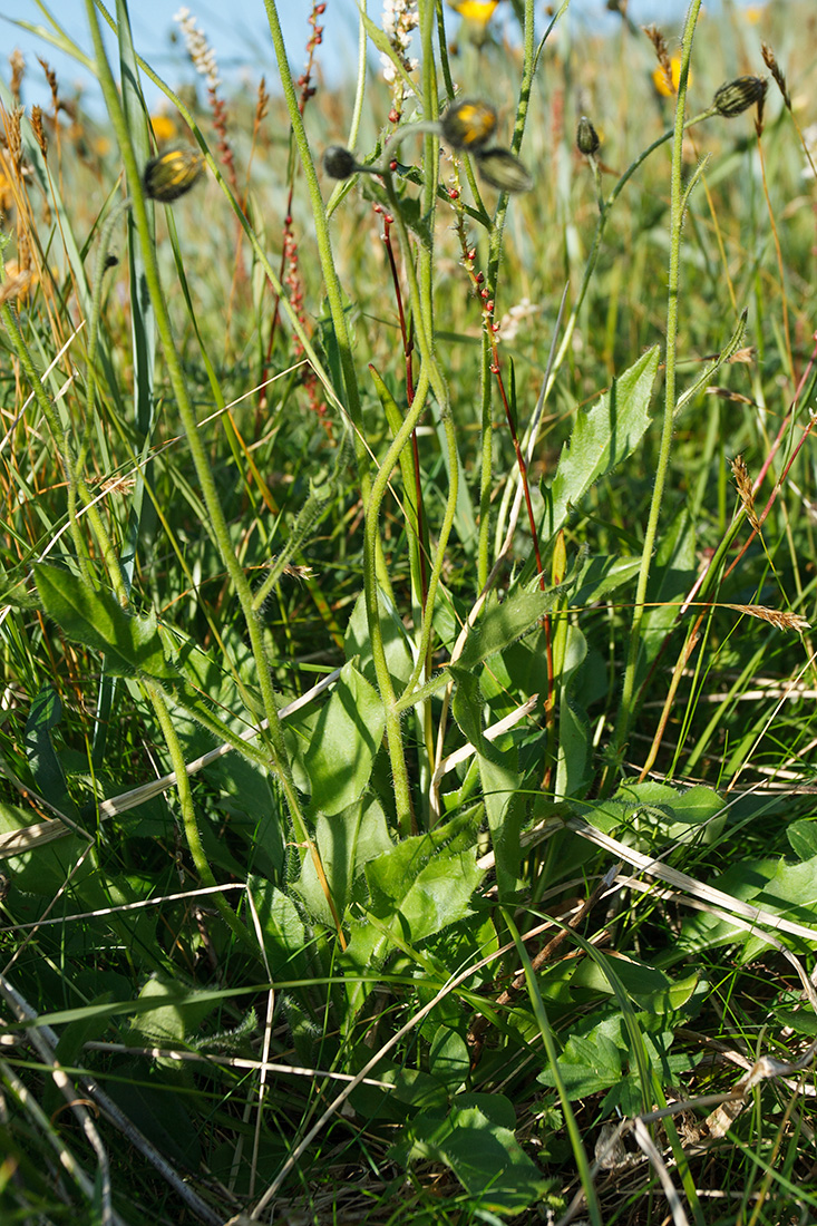 Image of genus Hieracium specimen.