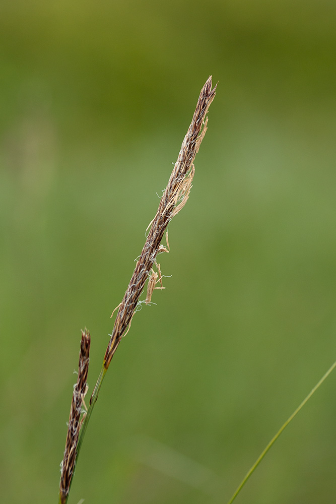 Image of Carex lasiocarpa specimen.