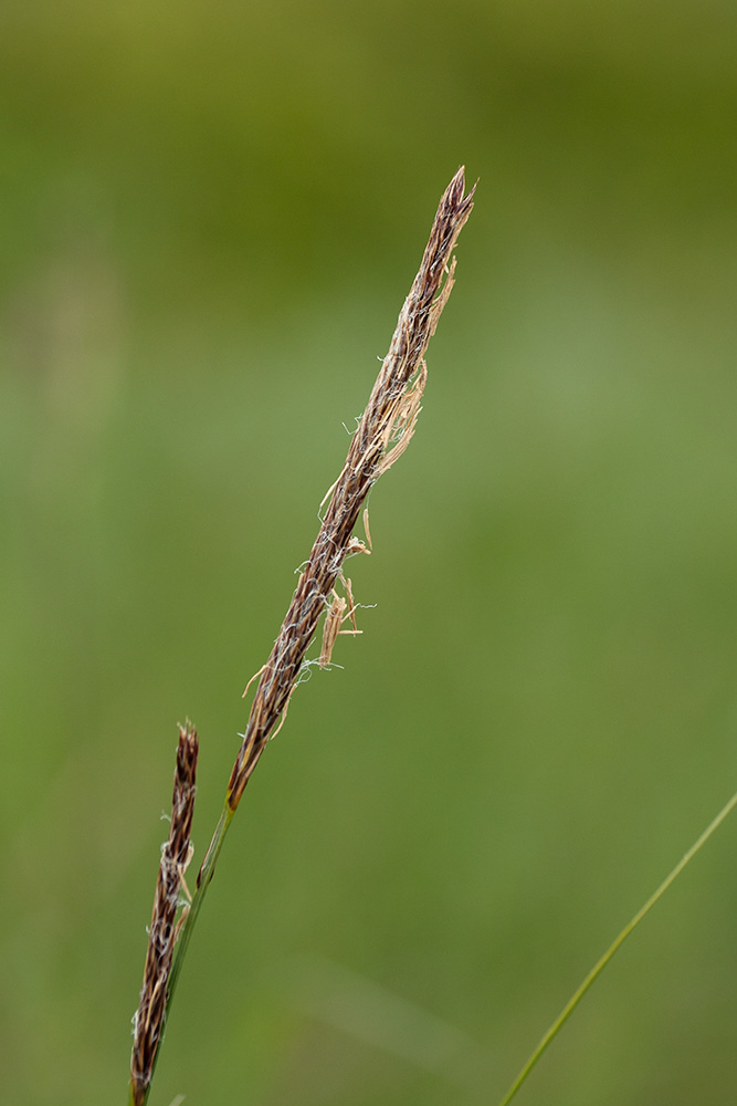 Изображение особи Carex lasiocarpa.