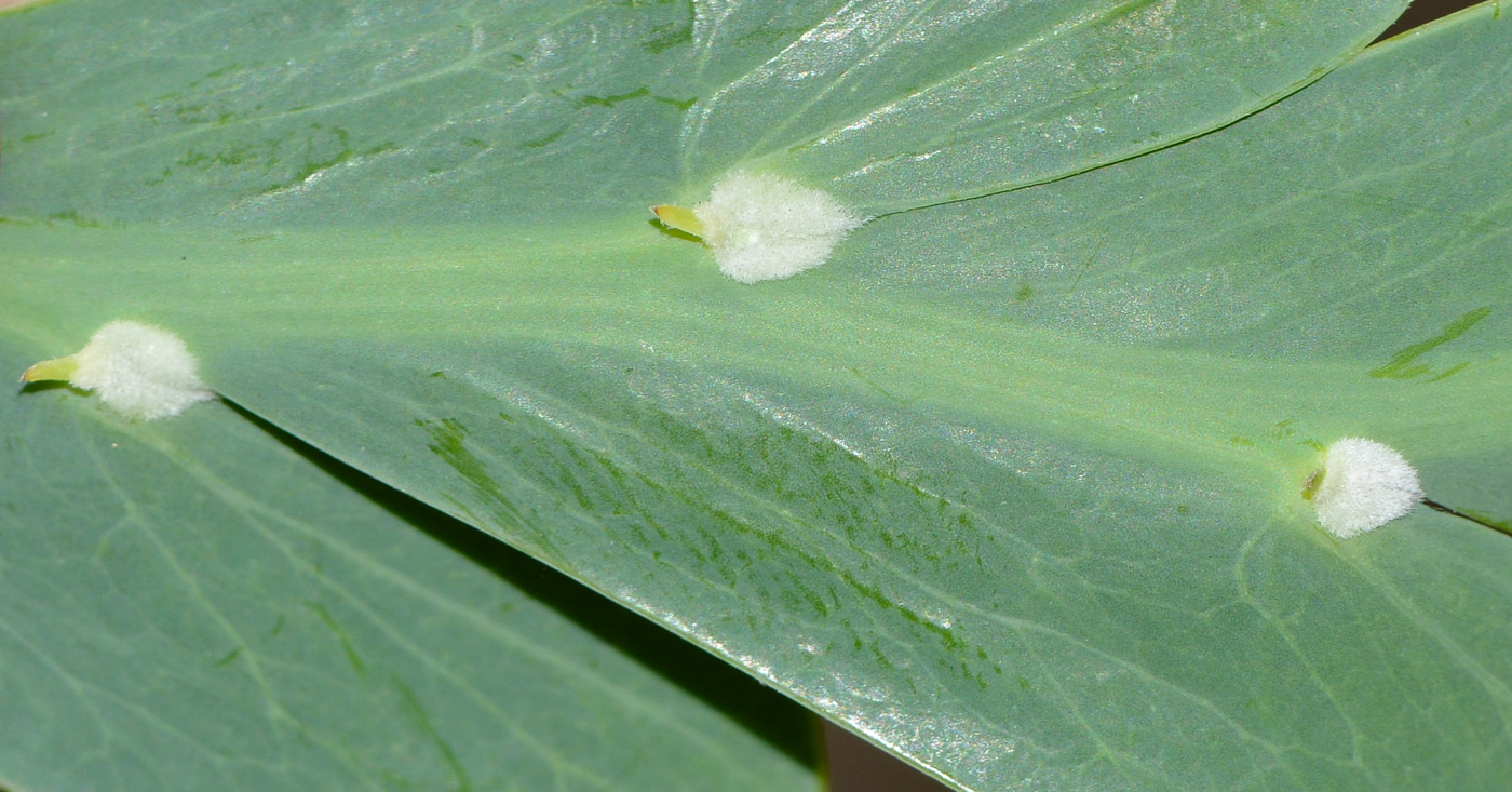 Image of Acacia glaucoptera specimen.