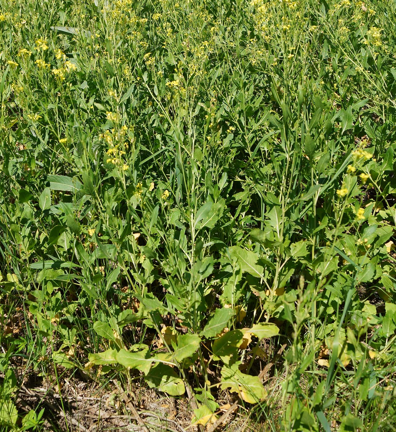 Image of Sisymbrium volgense specimen.