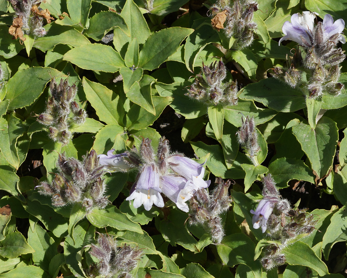 Изображение особи Pennellianthus frutescens.