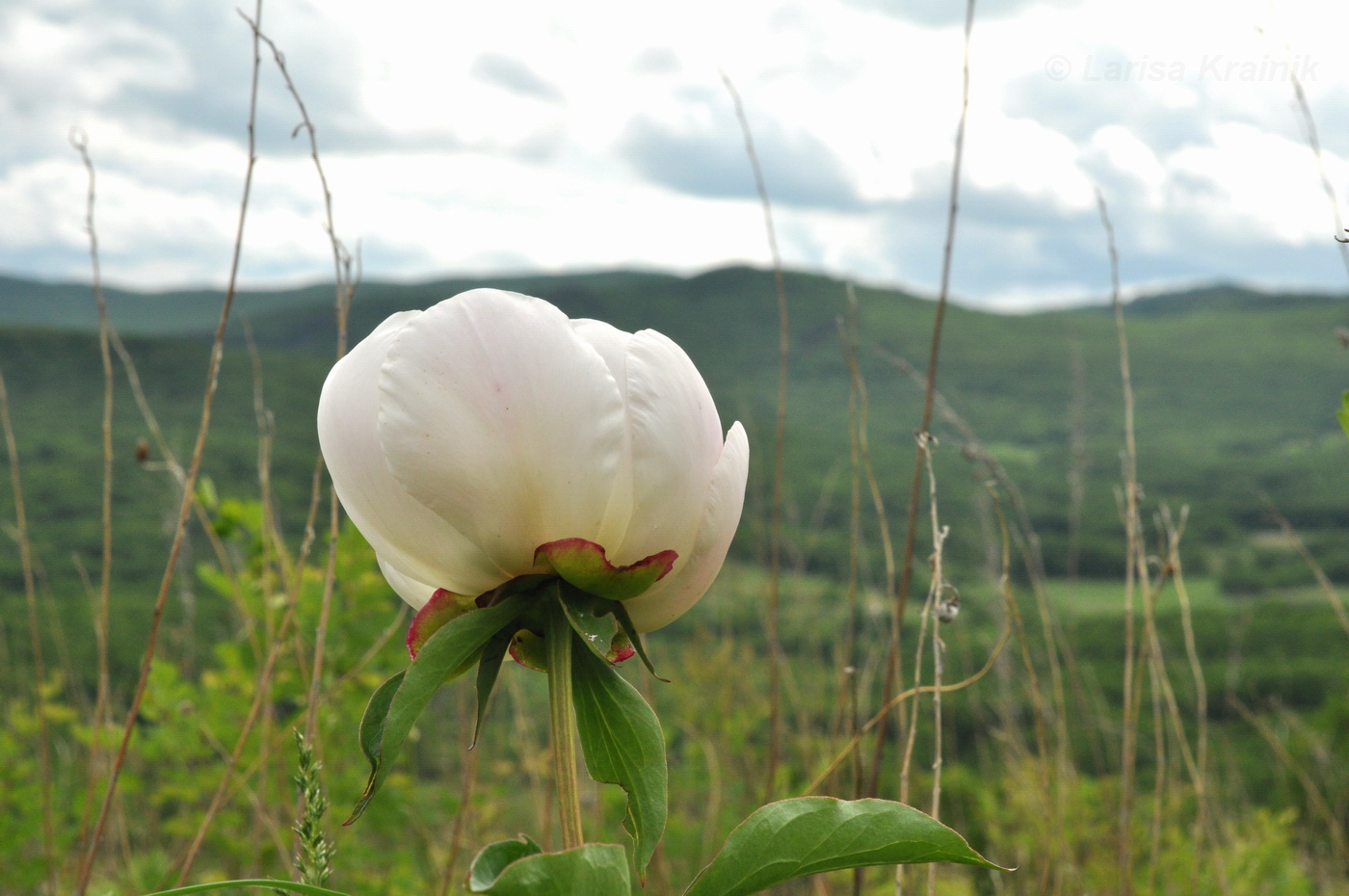 Image of Paeonia lactiflora specimen.