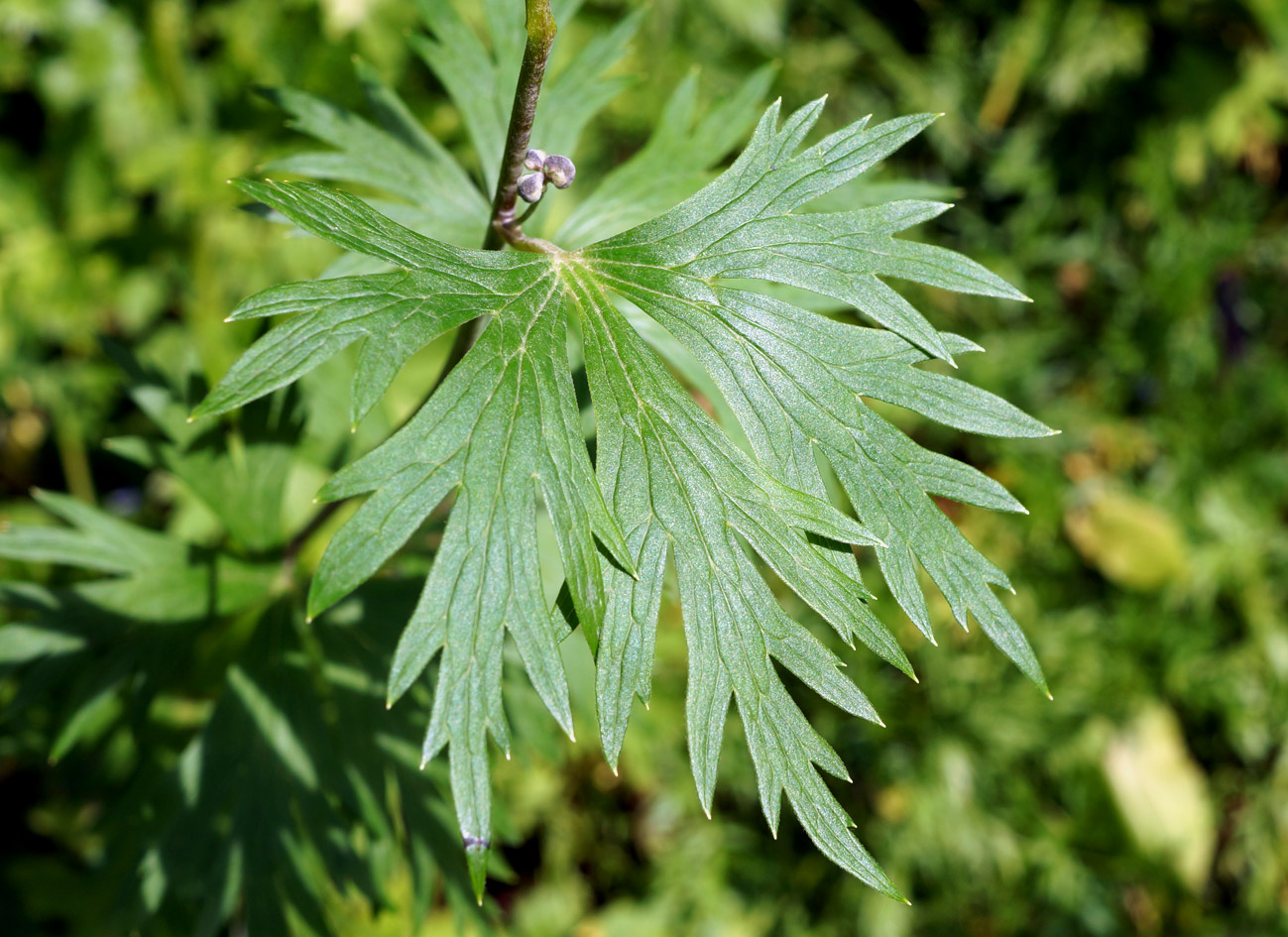 Изображение особи Aconitum maximum.