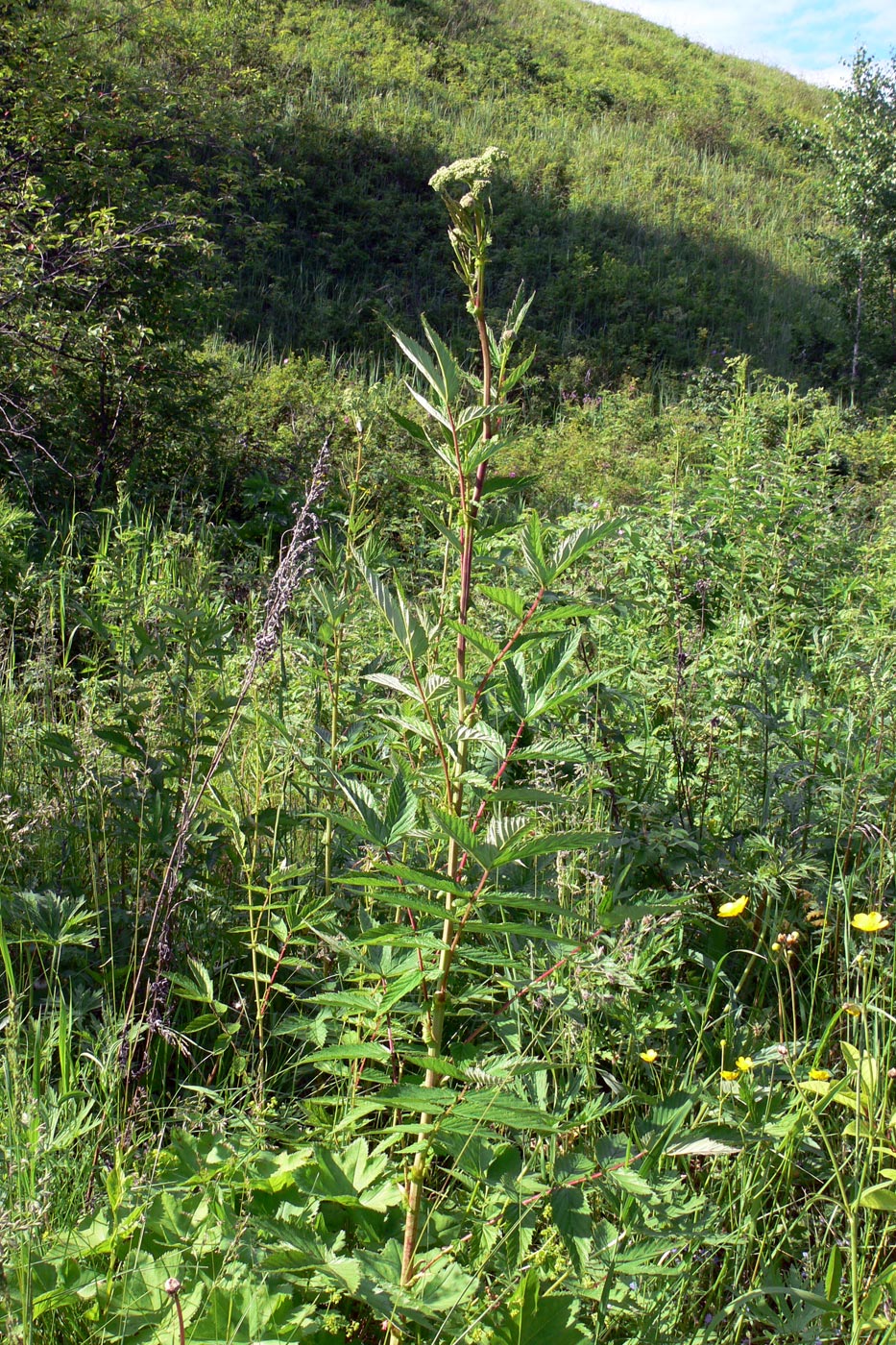 Image of Filipendula ulmaria specimen.