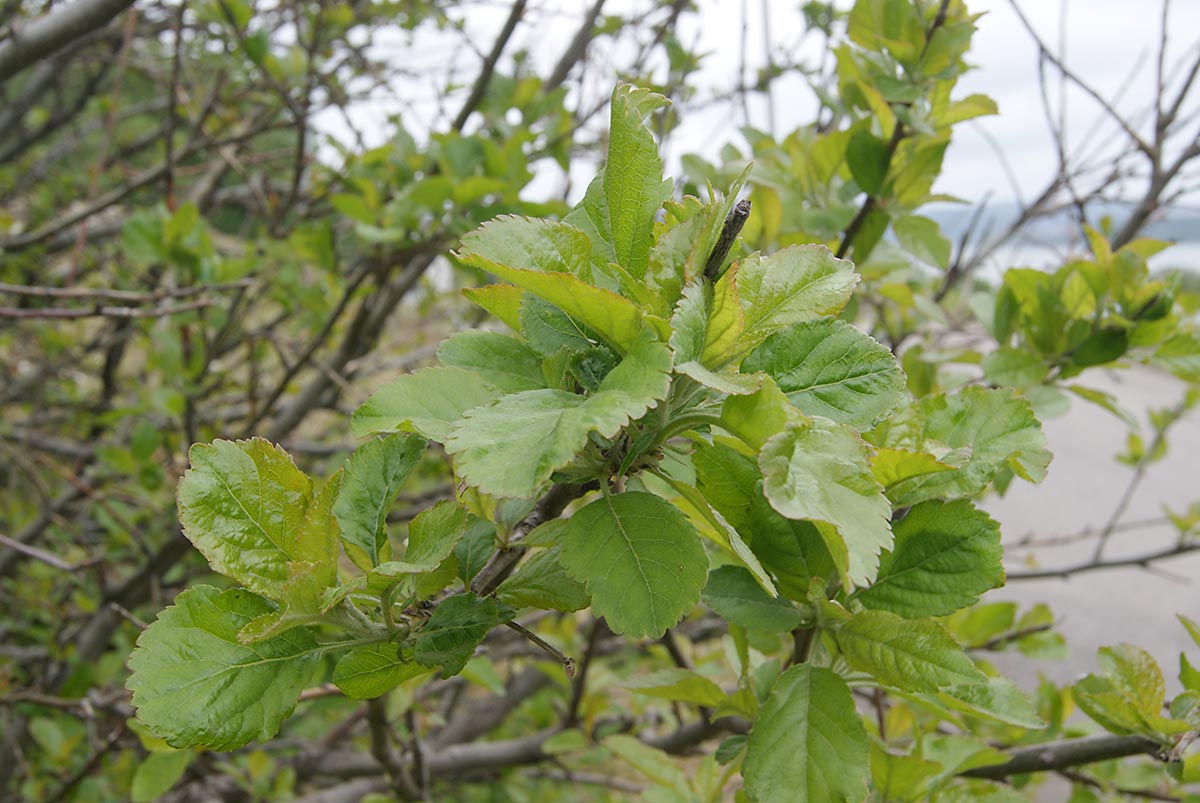 Изображение особи Malus domestica.