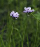 Allium angulosum. Верхушки побегов с соцветиями. Пермский край, г. Пермь, Кировский р-н, сырой пойменный луг. 15.07.2017.